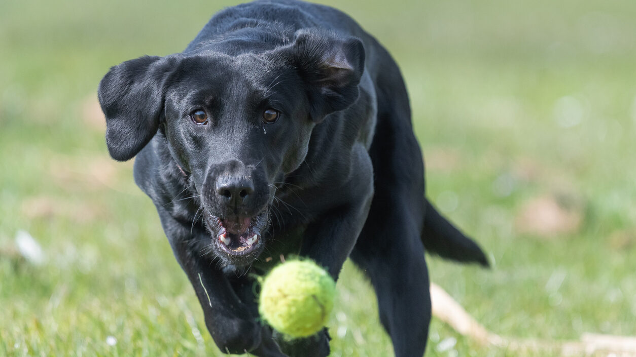 Close up of a black Labrador puppy chasing a tennis ball in mid air